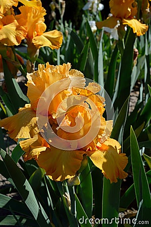 Orange Harvest Bearded Iris Stock Photo